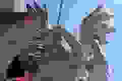 Dokončení Mariánského sloupu 10