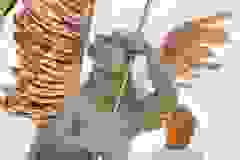 Dokončení Mariánského sloupu 22