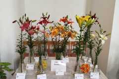 Výstava lilií 2 Výstava lilií 2