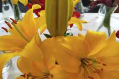 Výstava lilií 5 Výstava lilií 5