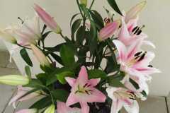 Výstava lilií 10 Výstava lilií 10